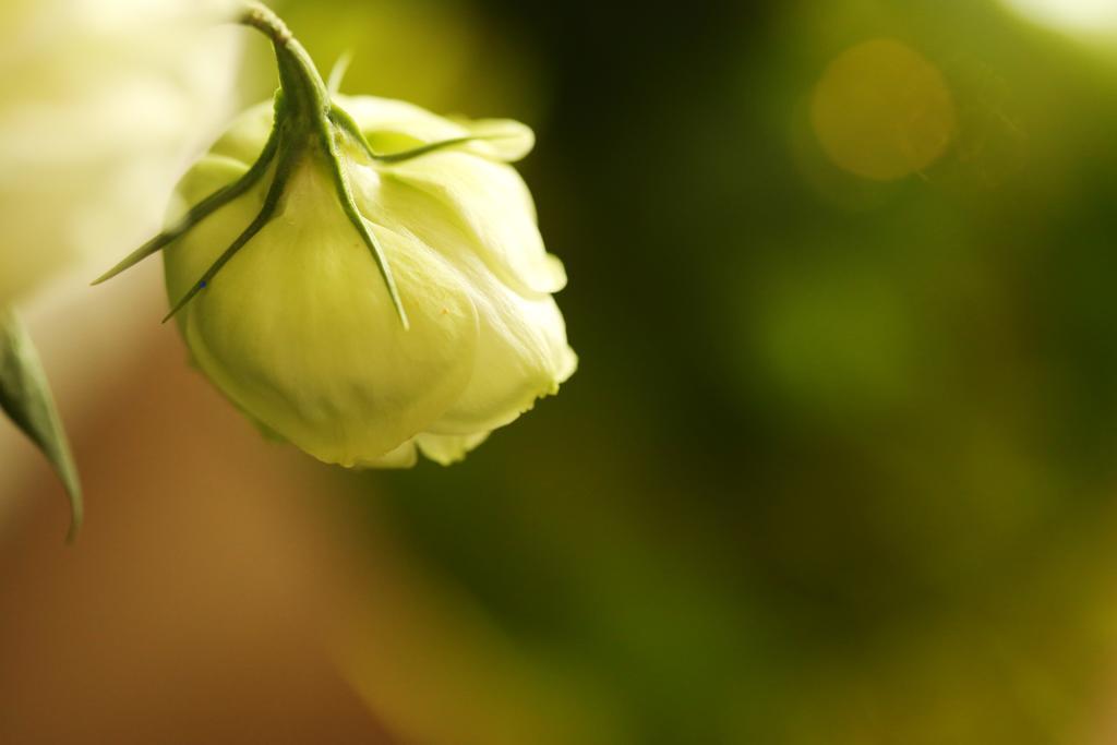 Blooming Lotus.Waterclouds.Ханчжоу Екстер'єр фото