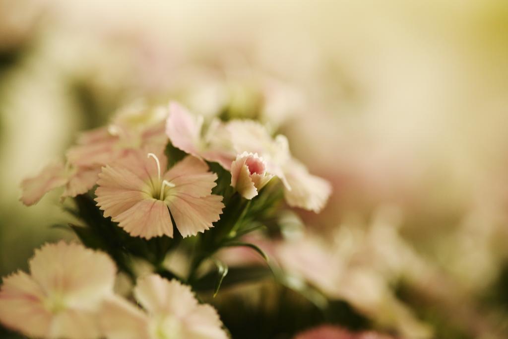 Blooming Lotus.Waterclouds.Ханчжоу Екстер'єр фото